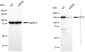 KD-Validated Anti-CTCF Rabbit Monoclonal Antibody